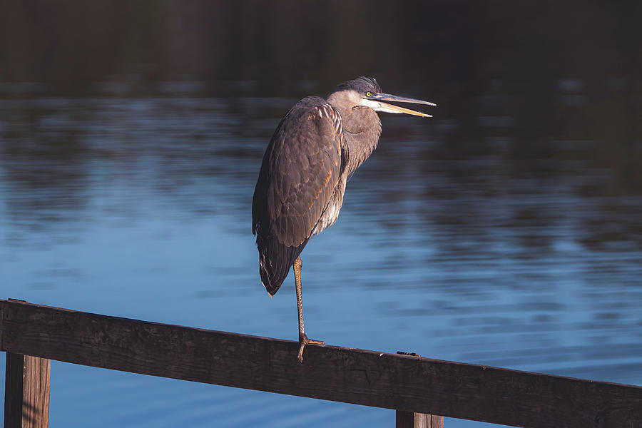 Great Blue Heron - Evening Watch Photograph by Chad Meyer - Fine Art ...