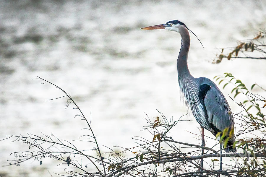 Great Blue Heron Ever Watchful Photograph by Theresa D Williams