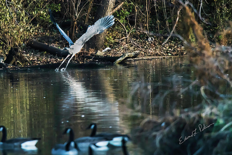Great Blue Heron Fall Flight Photograph by Ed Peterson