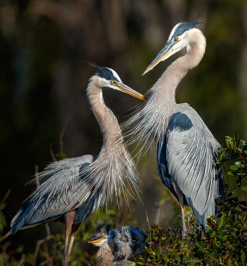 Great Blue Heron family Photograph by Judy Rogero - Fine Art America