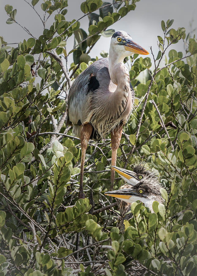 Great Blue Heron Family Photograph by Patti Deters