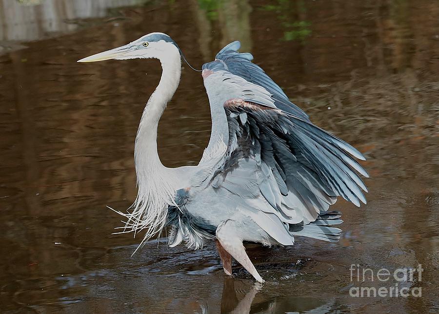 Great Blue Heron Feathers Photograph by Carol Groenen