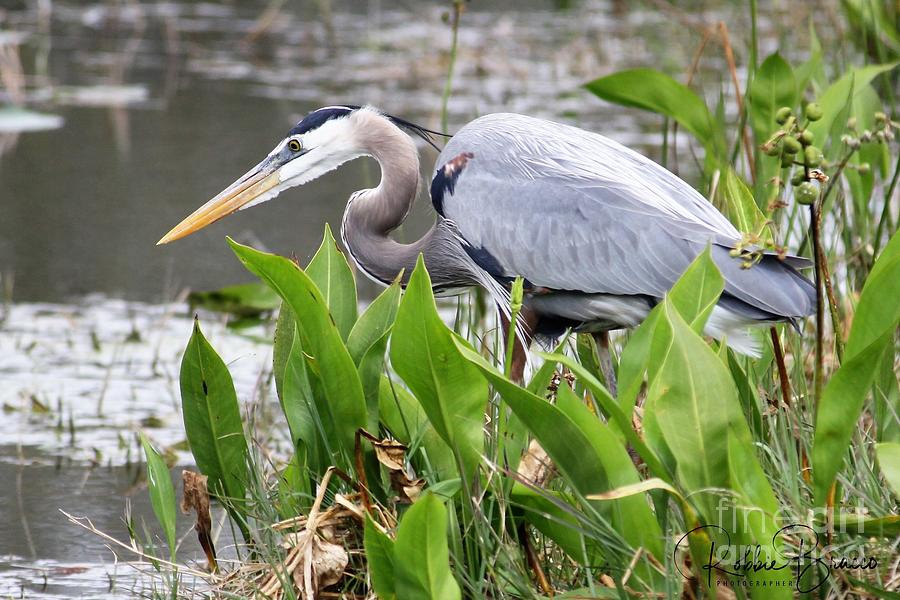 Great Blue Heron Feeding In The Waters Of Venetian Gardens Photograph by Philip And Robbie Bracco