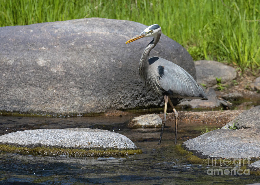 Great Blue Heron Fishing at River Photograph by Steven Krull