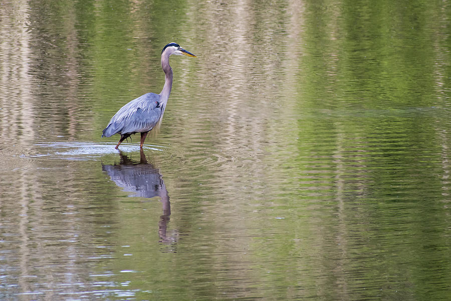 Heron Photograph - Great Blue Heron Fishing by Mary Ann Artz