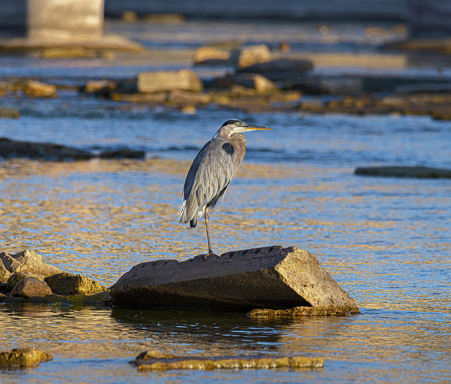 Wildlife Photograph - Great blue Heron fishing on a rock by James Brey