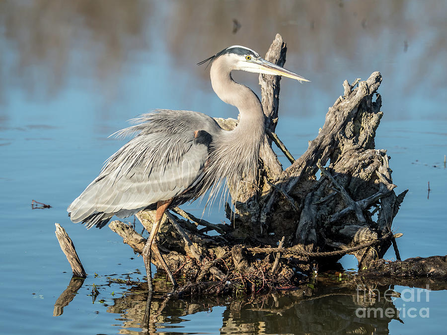 Great Blue Heron Fishing Photograph by Scott and Dixie Wiley