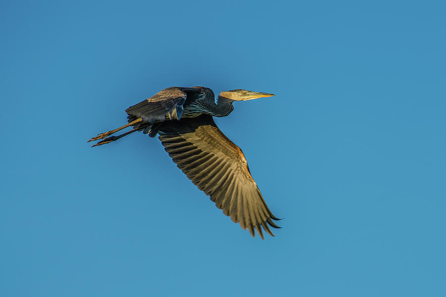 Great Blue Heron Flight Above Idaho Photograph by Yeates Photography