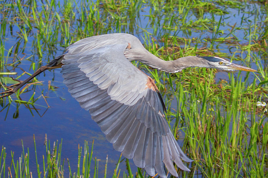 Great Blue Heron Flight Photograph by Mark Andrew Thomas