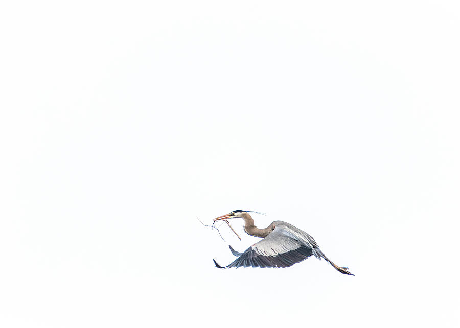Great Blue Heron Flight - Minimal Photograph by Patti Deters
