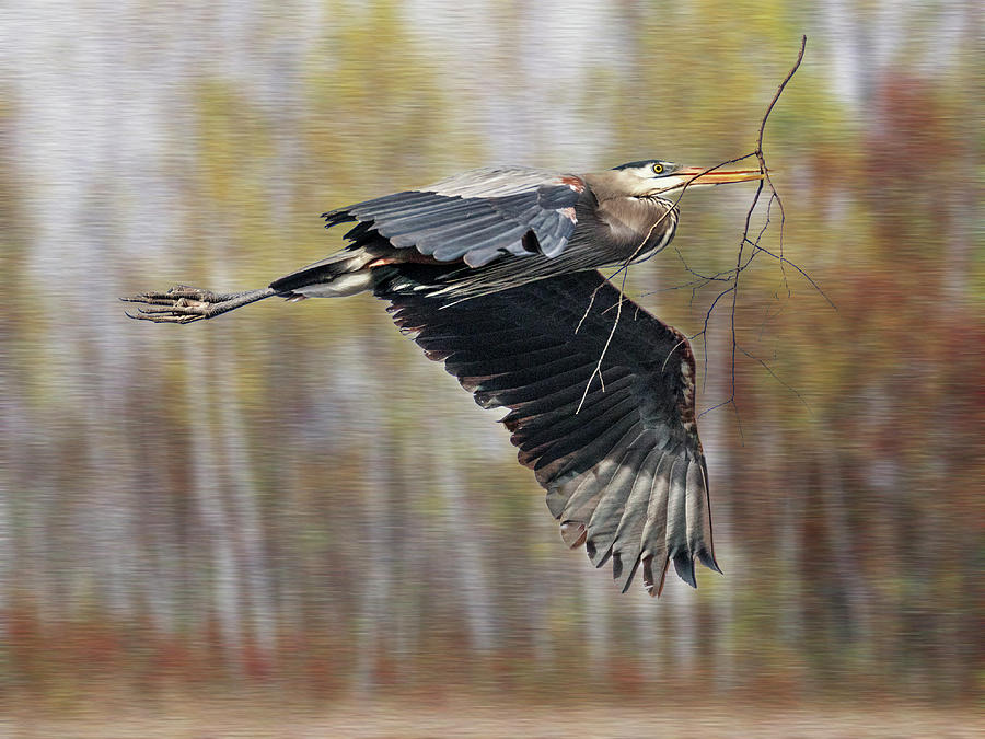 Great Blue Heron Flight Photograph by Patti Deters