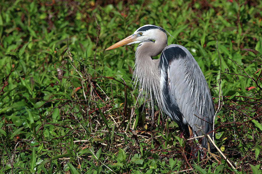 Great Blue Heron Florida Photograph by Bob Savage | Fine Art America