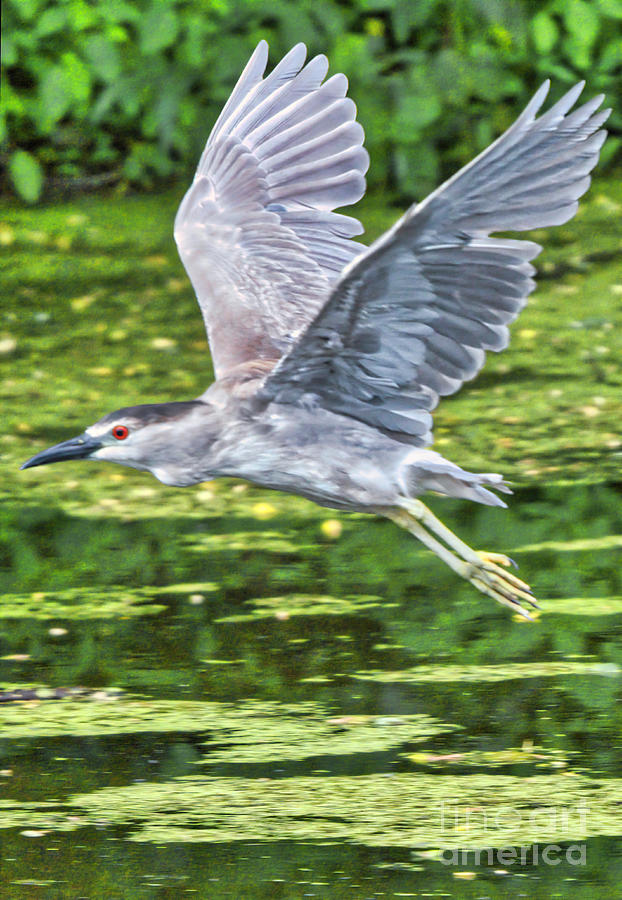 Black-Capped Night Heron Flying Photograph by Charline Xia