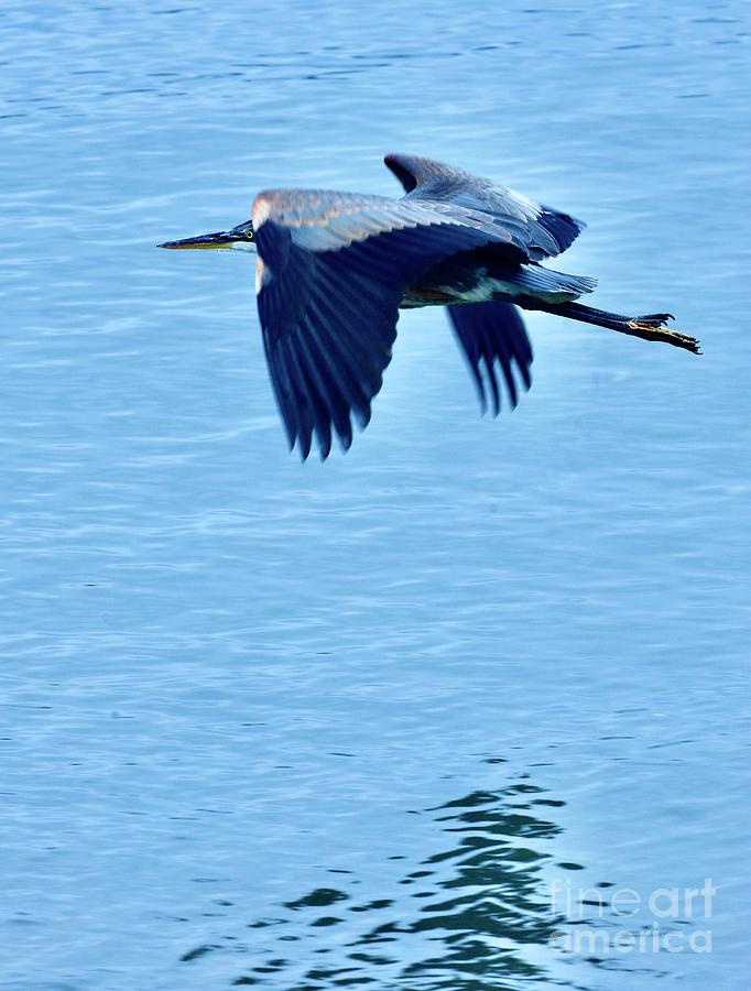 Great Blue Heron Flying Photograph by Craig Wood