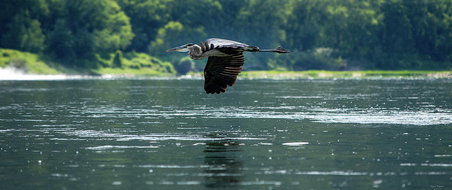 Great Blue Heron Flying Photograph by Crystal Wightman