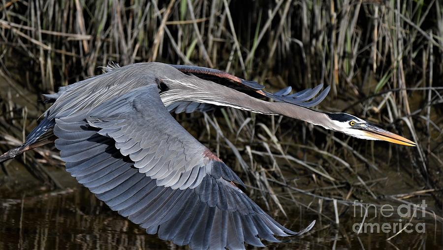 Great Blue Heron Flying Low Photograph by Julie Adair