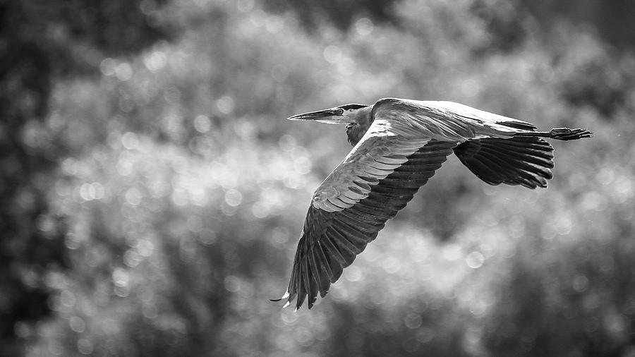 Great Blue Heron Flying Photograph by Mike Fusaro