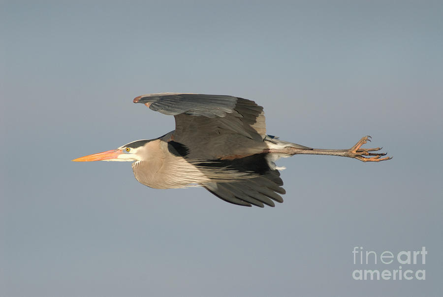 Great Blue Heron Flying Photograph by Steve Gettle