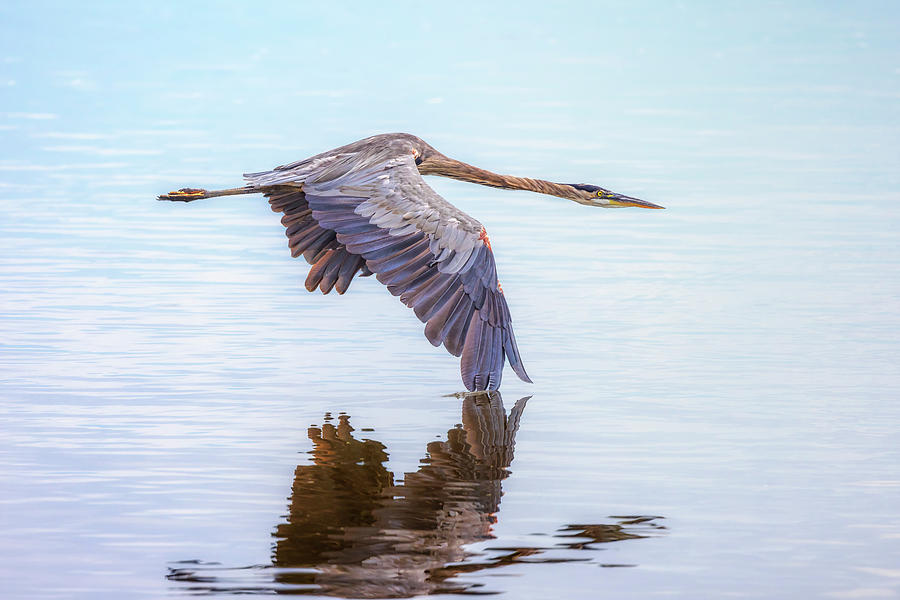Great Blue Heron Flying Photograph by Susan Rissi Tregoning
