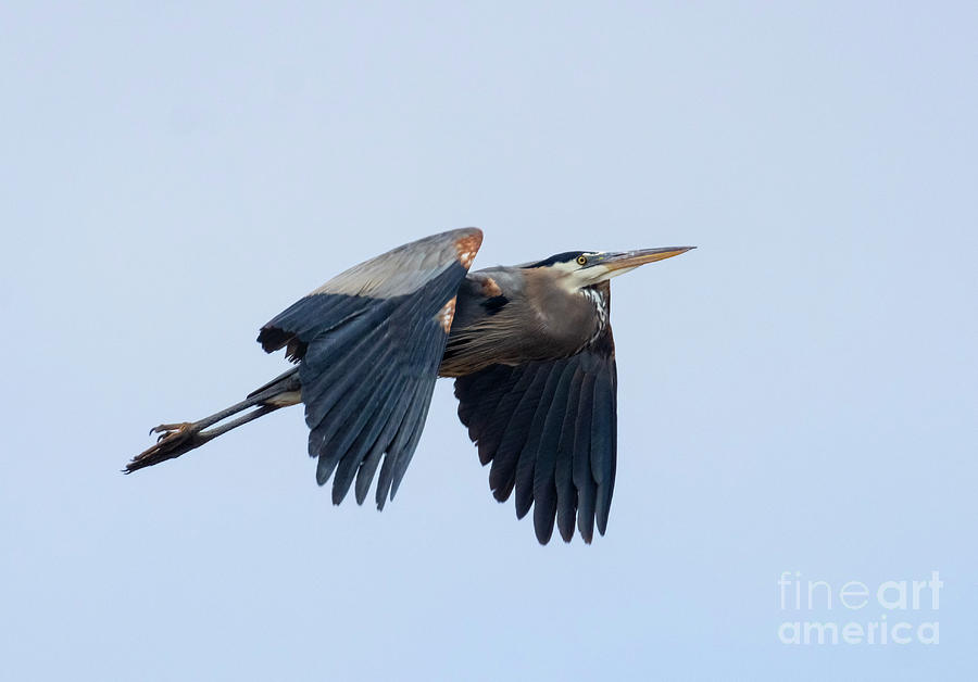Great Blue Heron Flying Up Photograph by Steven Krull