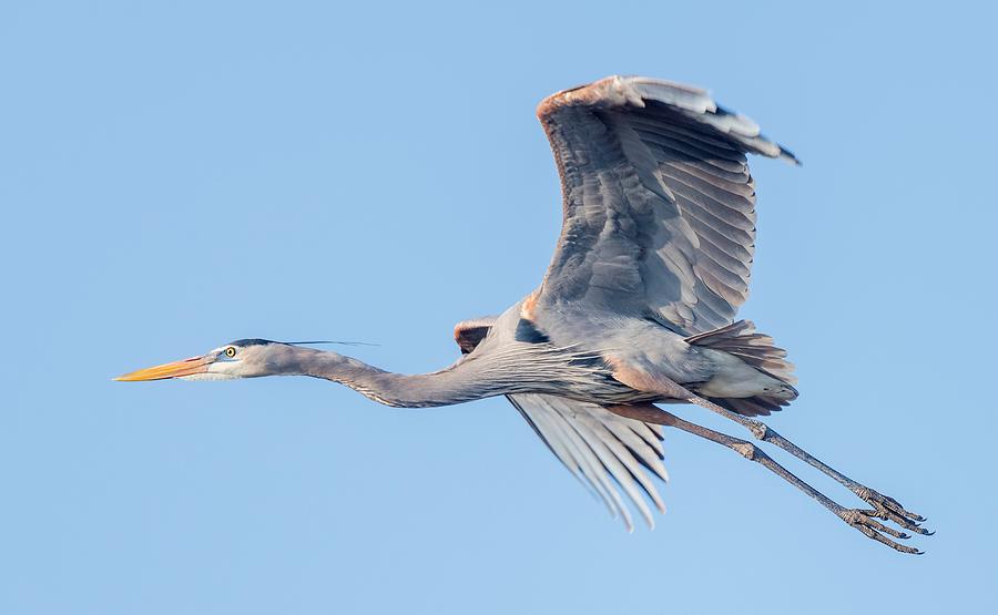 Great Blue Heron Flying With Its Wings Spread Photograph