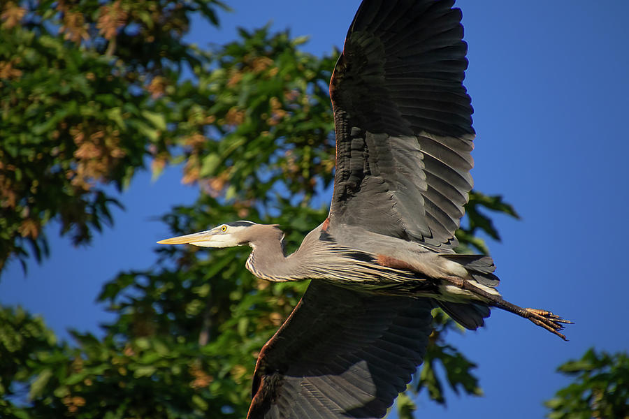 Great Blue Heron Flyover Photograph by Peggy Collins