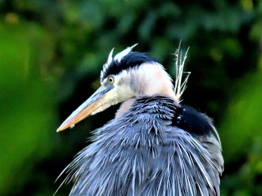 Great Blue Heron - Four Photograph by Linda Stern