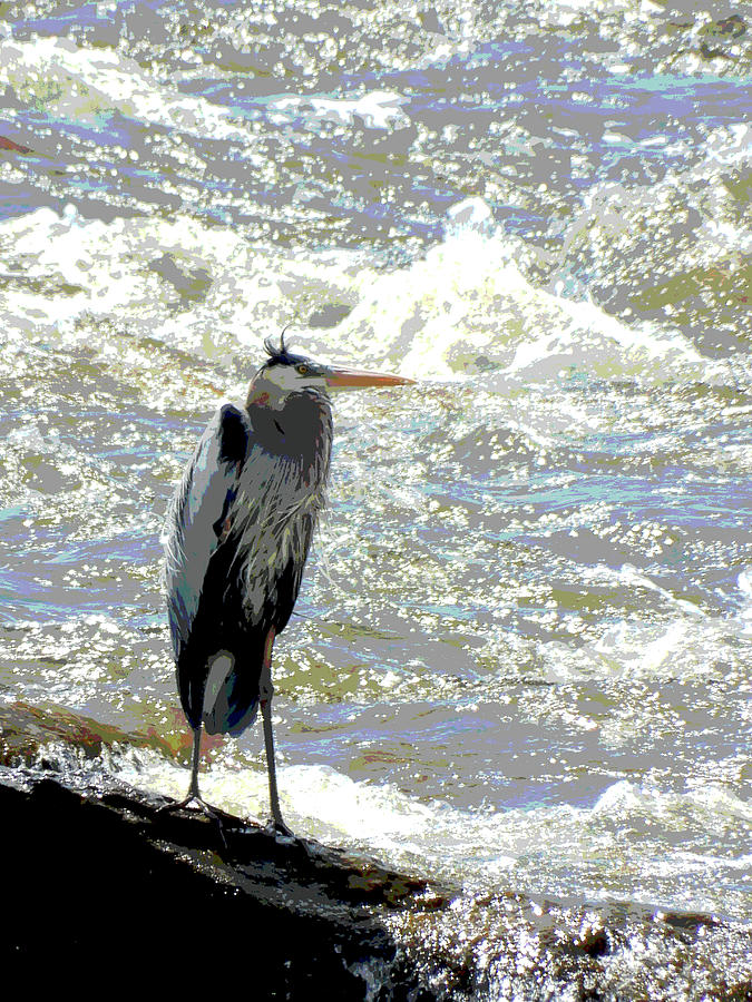 Great blue heron Mixed Media by Francine Rondeau