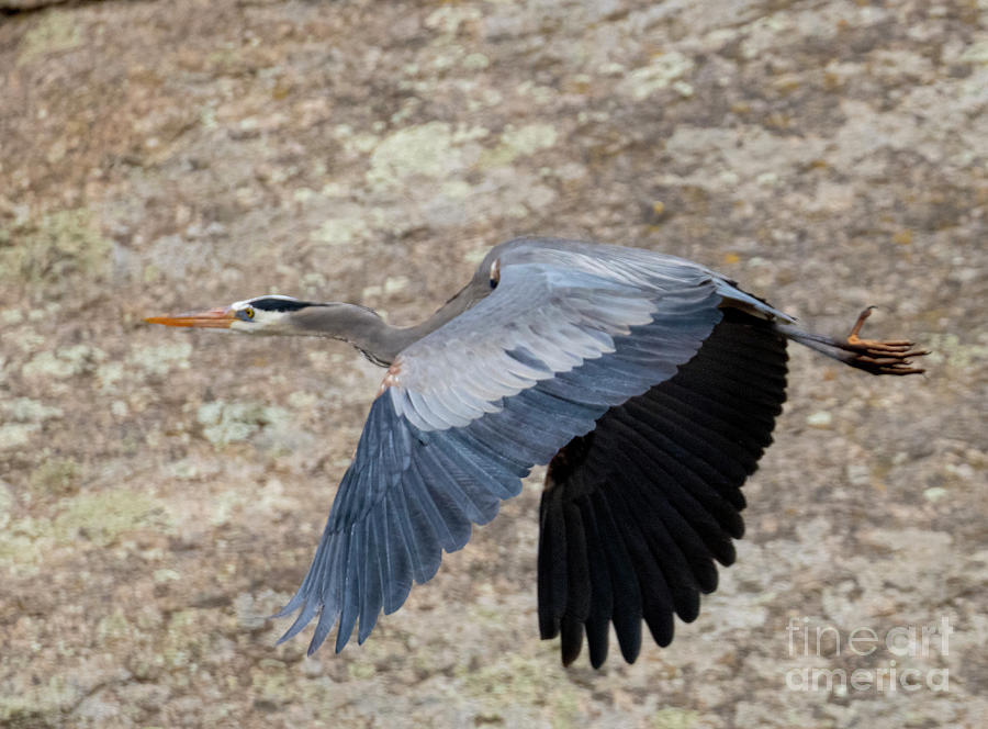 Great Blue Heron Full Flight Photograph by Steven Krull