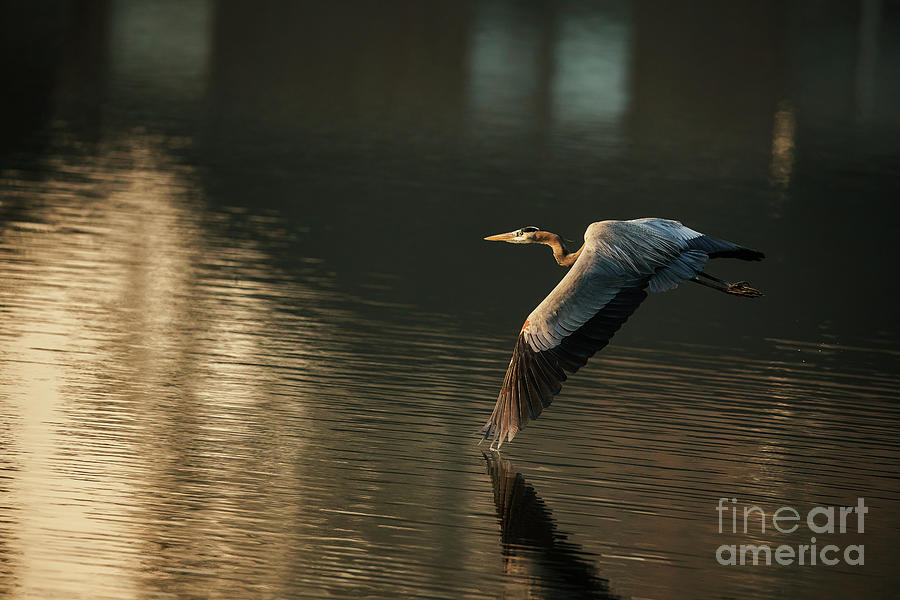 Great Blue Heron Gliding into the Light Photograph by Scott Pellegrin