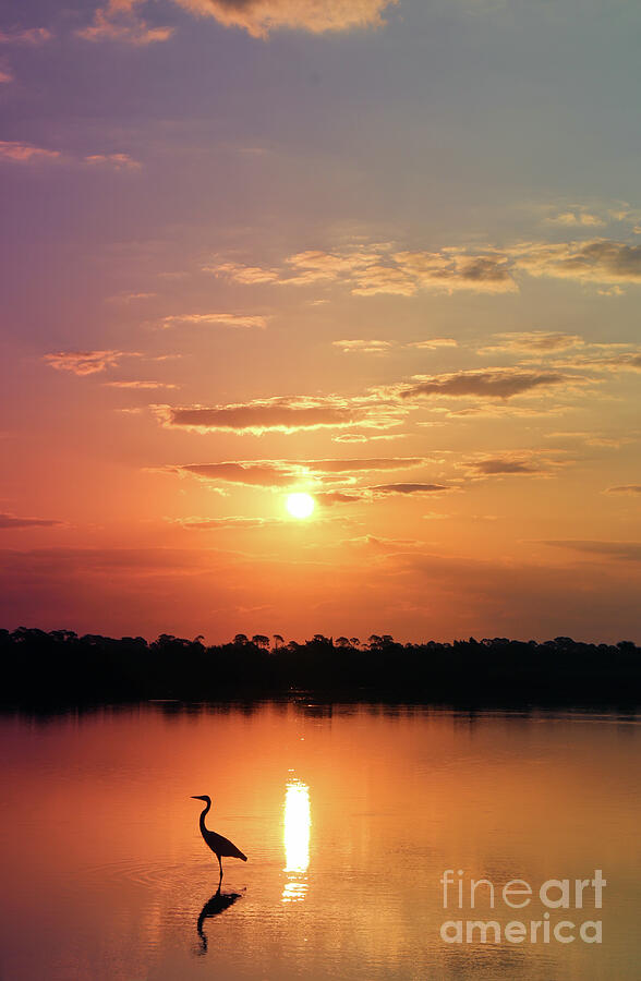 Great Blue Heron Golden Sunrise Photograph by Brenda Harle - Fine Art ...