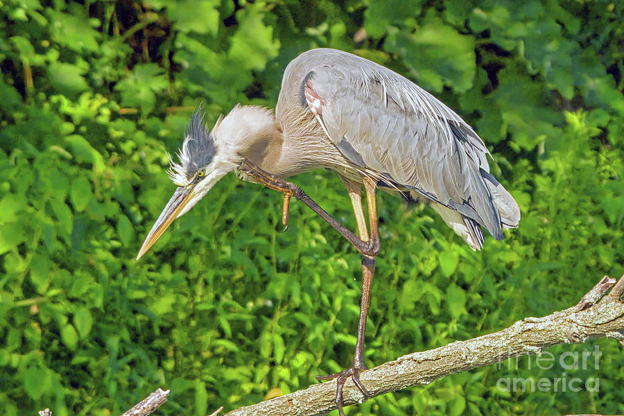 Great Blue Heron Grooming Photograph by Charline Xia