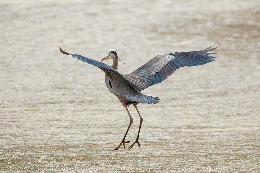 Great Blue Heron Hangtime Photograph by Kristia Adams