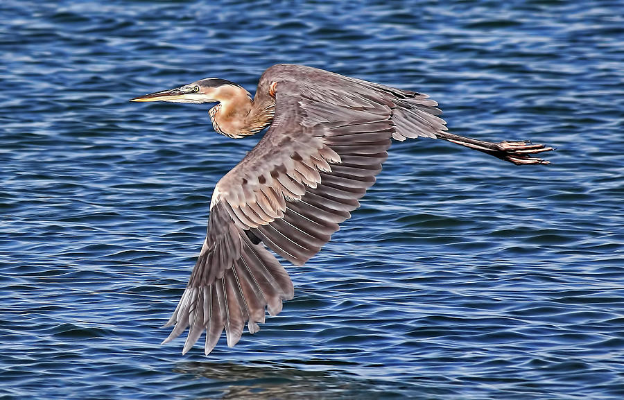 Great Blue Heron Photograph by HH Photography of Florida