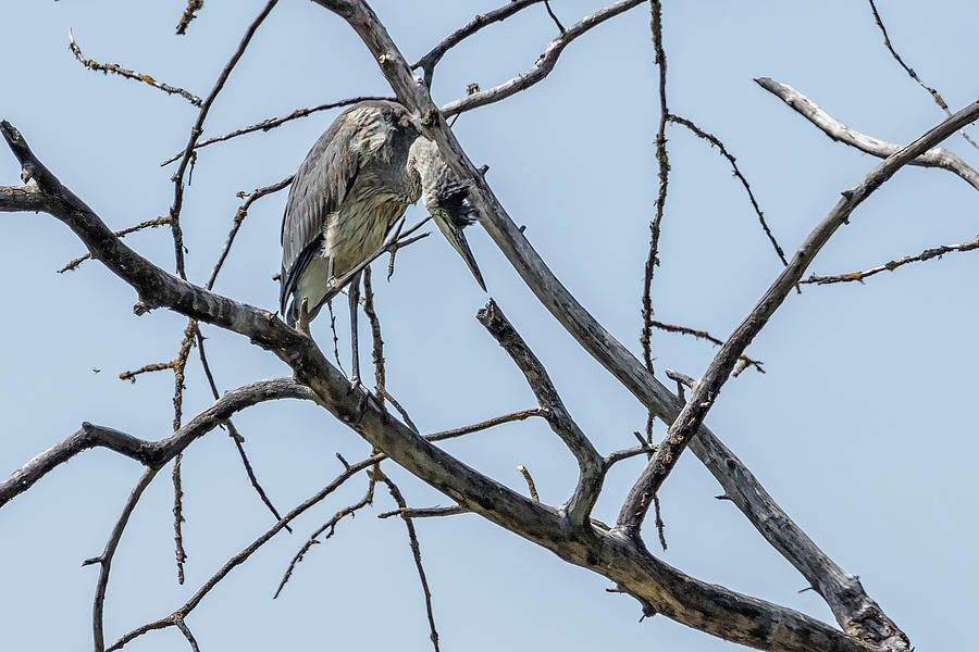 Great Blue Heron Hiding In a Bare Tree Photograph by Belinda Greb