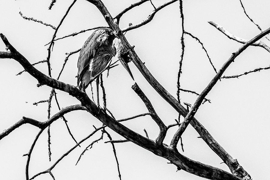Great Blue Heron Hiding In a Bare Tree bw Photograph by Belinda Greb