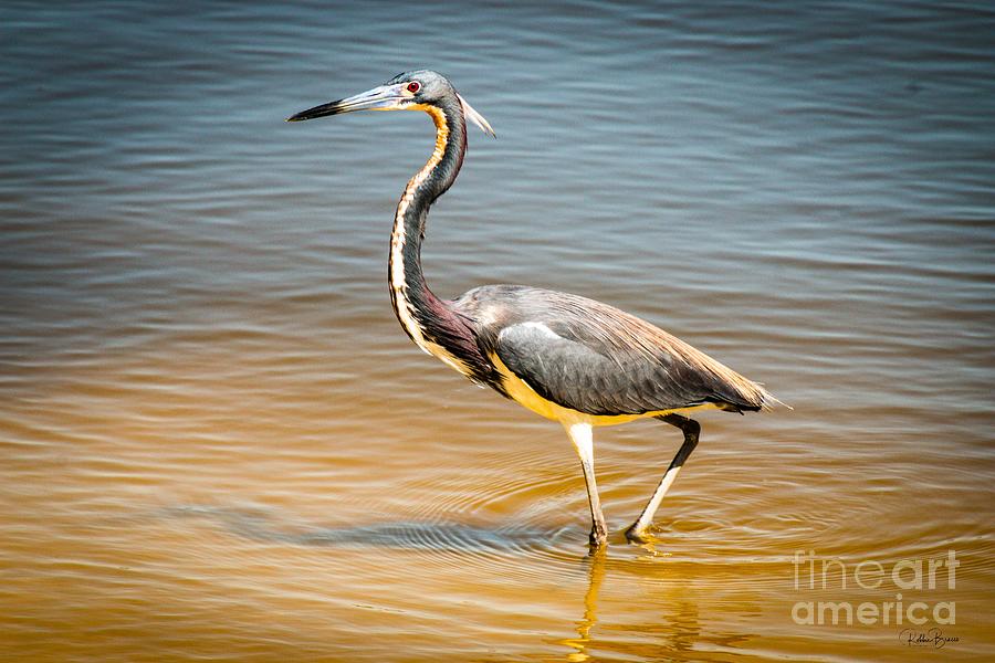 Great Blue Heron High resolution Photograph by Philip And Robbie Bracco