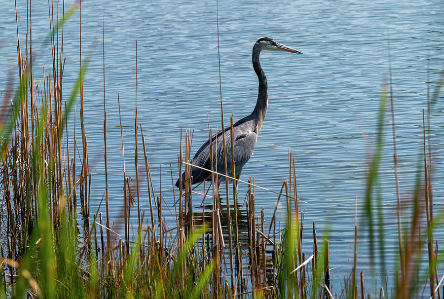 Great Blue Heron Hunting Photograph by Brian Howerton