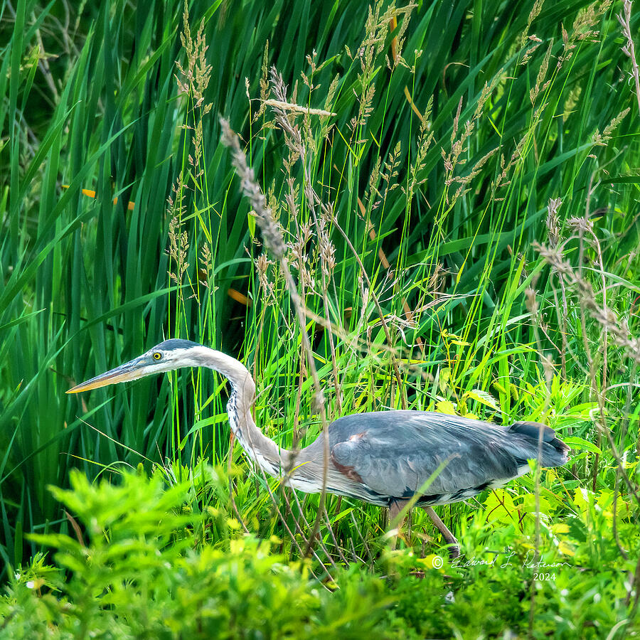 Great Blue Heron Hunting Photograph by Ed Peterson Great Blue Heron Hunting Photograph by Ed Peterson