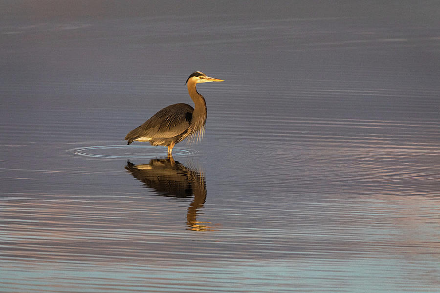 Great Blue Heron Hunting in Boundary Bay Photograph by Michael Russell