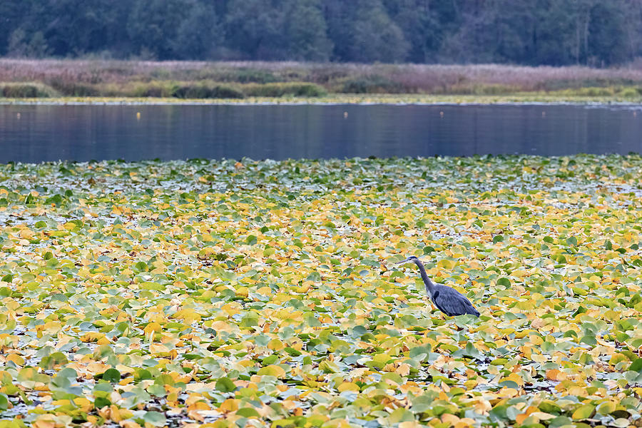 Great Blue Heron Hunting in the Lily Pads at Burnaby Lake Photograph by Michael Russell