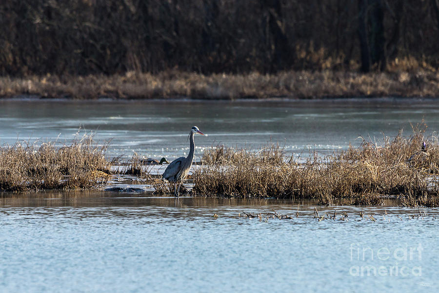 Great Blue Heron Hunting Photograph by Jennifer White