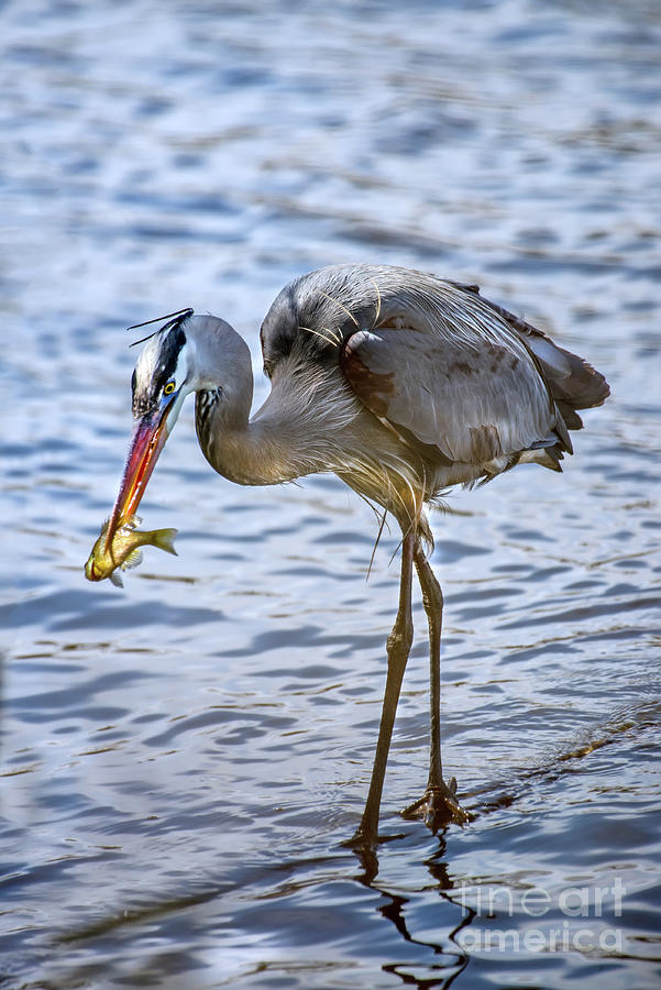 Great Blue Heron In A Chesapeake Bay Pond With A Fish In Its Bea Photograph