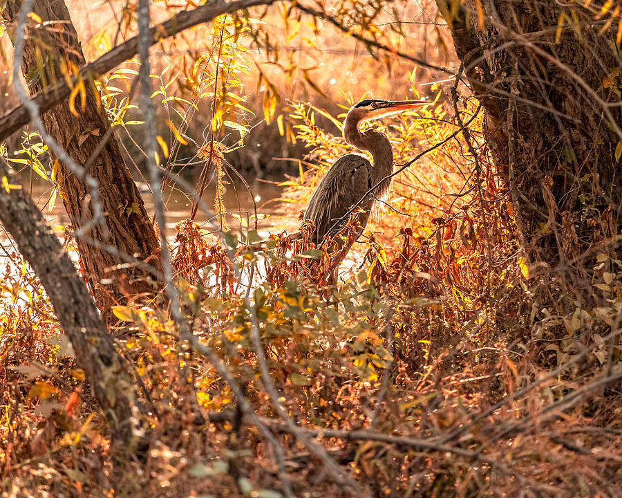 Great Blue Heron in a Fall sunset Photograph by Rick Nelson
