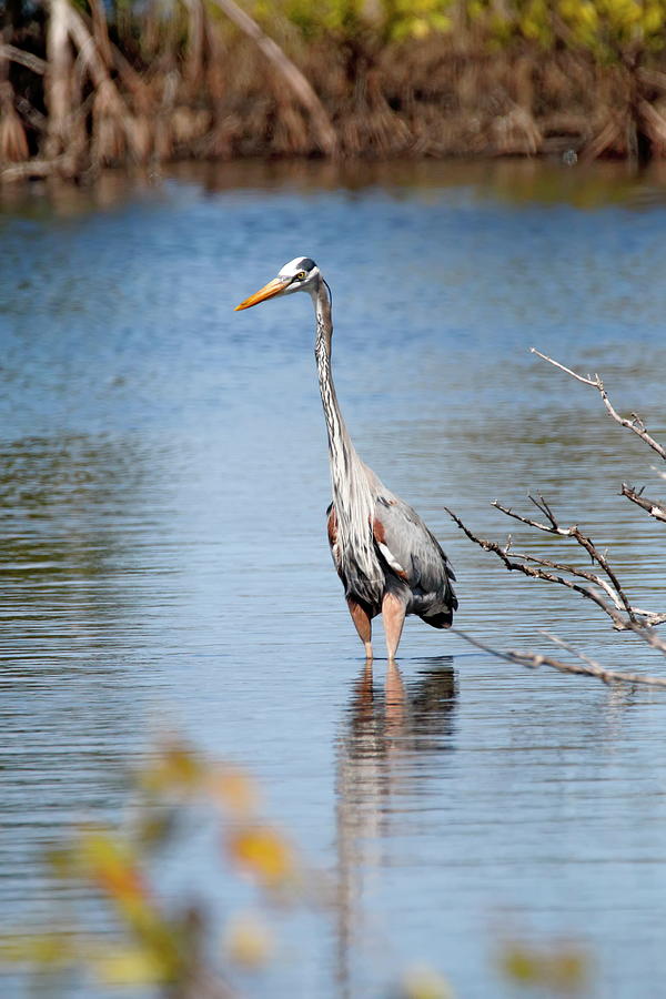 Great Blue Heron In A Marsh Photograph by Daniel Caracappa - Fine Art ...