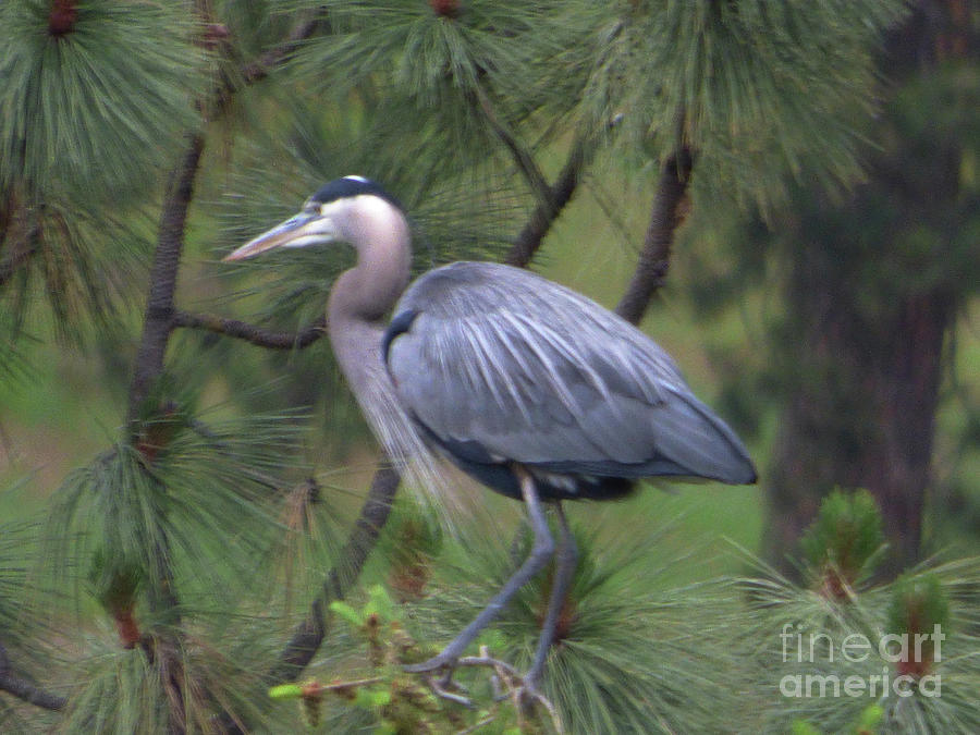 Great Blue Heron in a Pine Tree Photograph by Charles Robinson