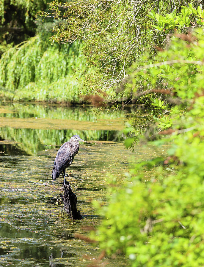 Great Blue Heron In A Pond Photograph