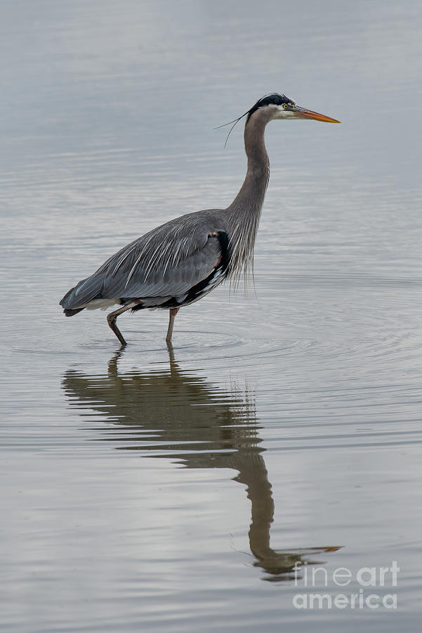 Wildlife Photograph - Great Blue Heron in a Reflecting Pool by Nancy Gleason