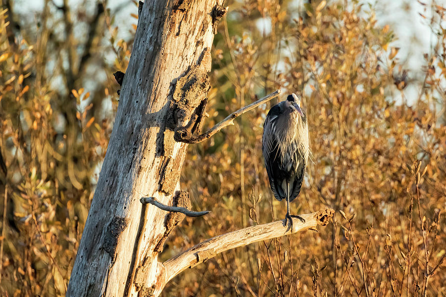 Great Blue Heron In A Tree At Delta Ponds Photograph