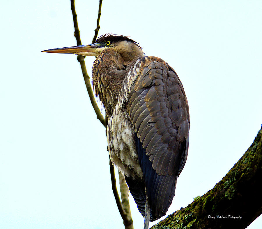 Great Blue Heron in a Tree Photograph by Mary Walchuck